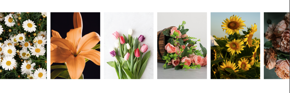 تصنيفات - فلورا